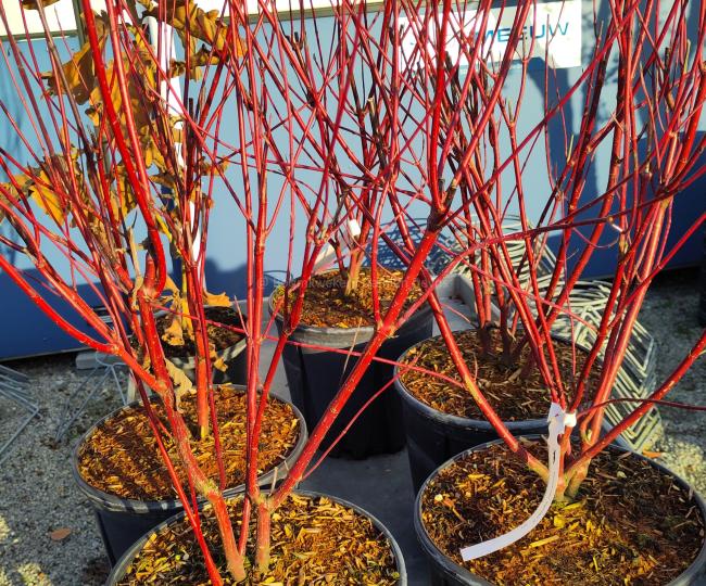 Cornus alba 'Nightfall' ®