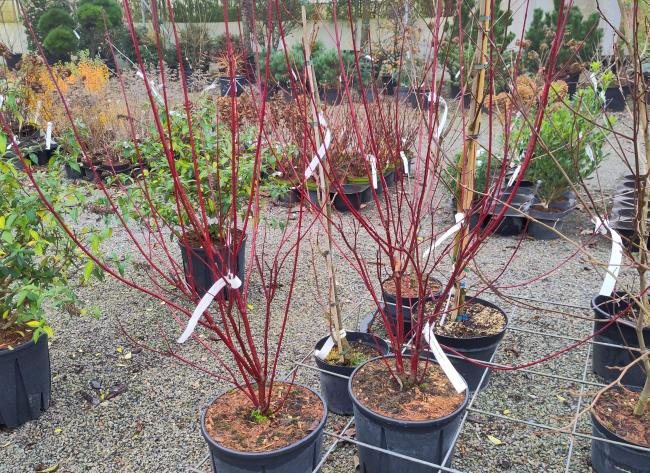 Cornus alba 'Nightfall' ®