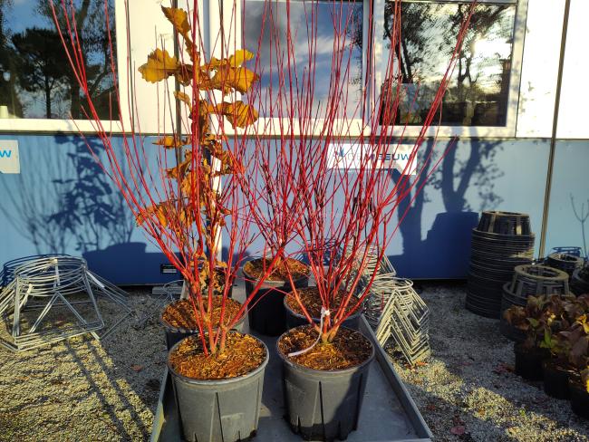 Cornus alba 'Nightfall' ®