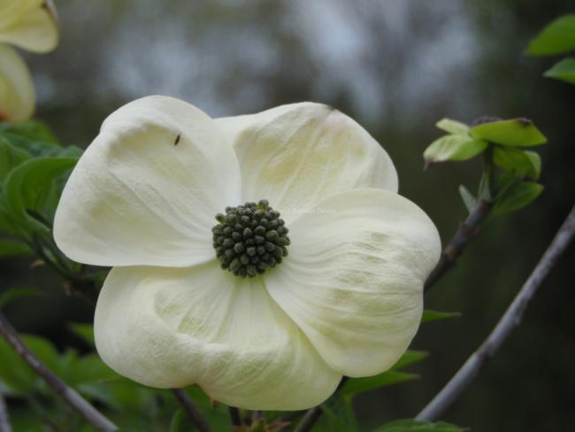 Cornus 'Ascona'