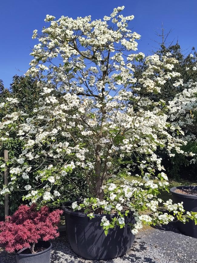 Cornus 'Ascona'