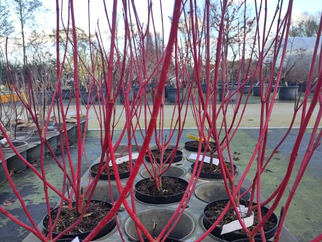 Cornus alba 'Sibirica'
