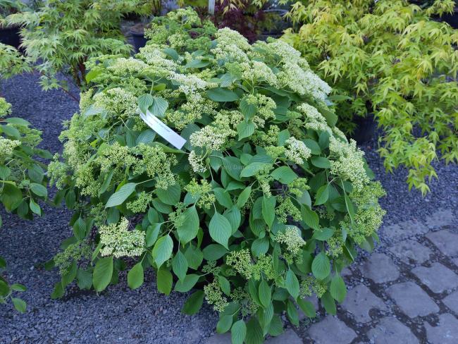 Cornus controversa 'Green Carpet'