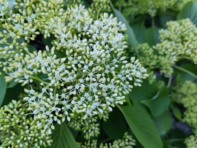 Cornus controversa 'Green Carpet'