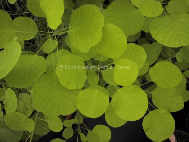 Cotinus coggygria 'Golden Spirit'