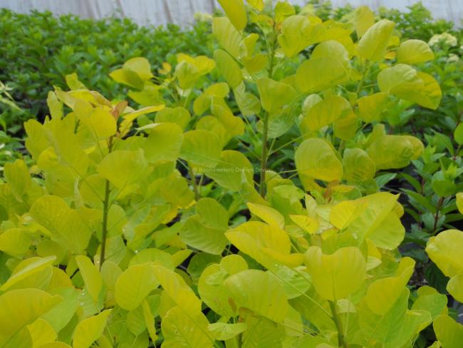 Cotinus coggygria 'Golden Spirit'