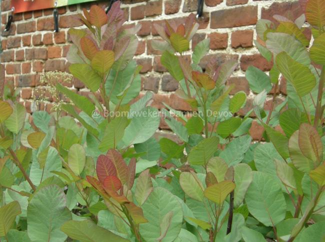 Cotinus coggygria 'Old Fashioned'