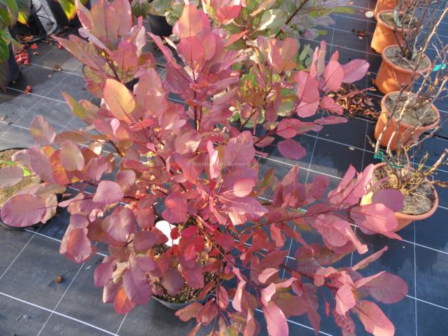 Cotinus coggygria 'Old Fashioned'