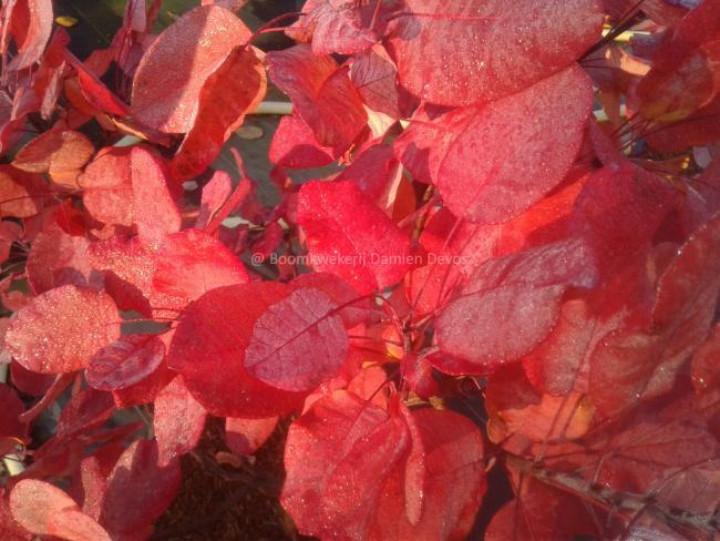Cotinus coggygria 'Old Fashioned'