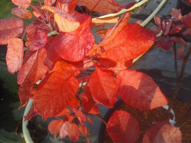Cotinus coggygria 'Old Fashioned'