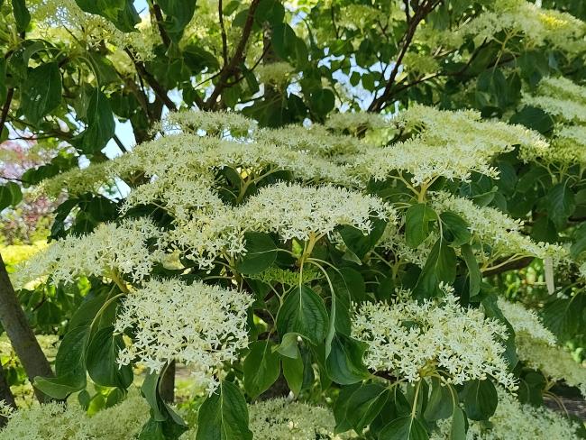Cornus controversa