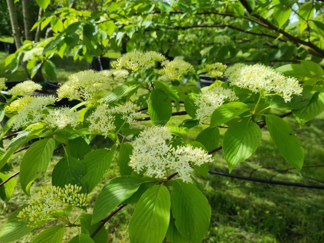 Cornus controversa