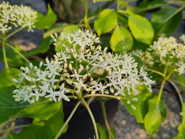 Cornus controversa 'Pagoda'