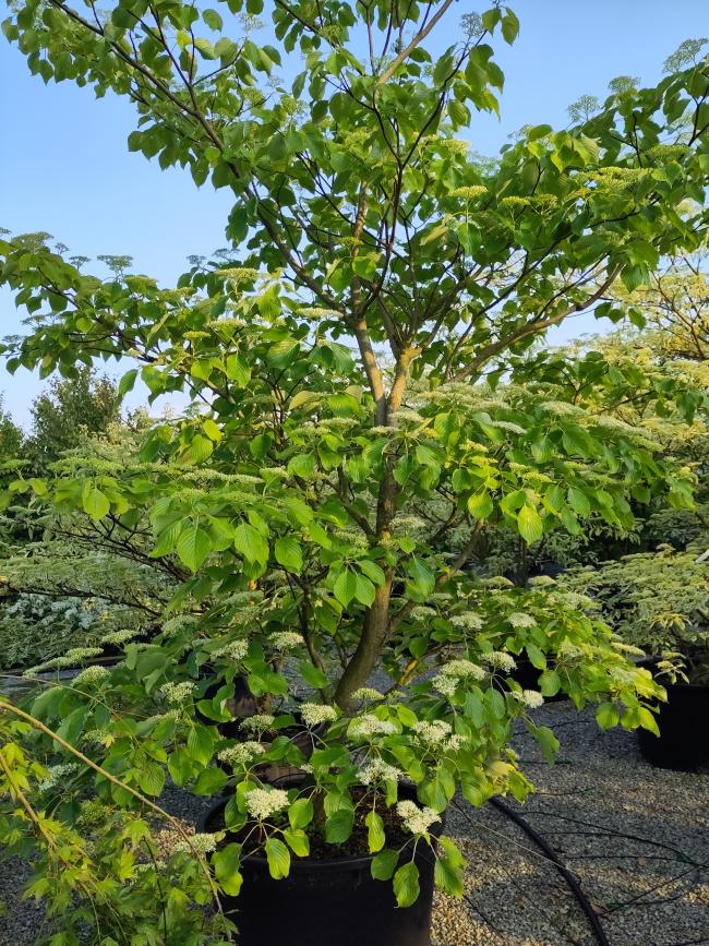 Cornus controversa 'Pagoda'
