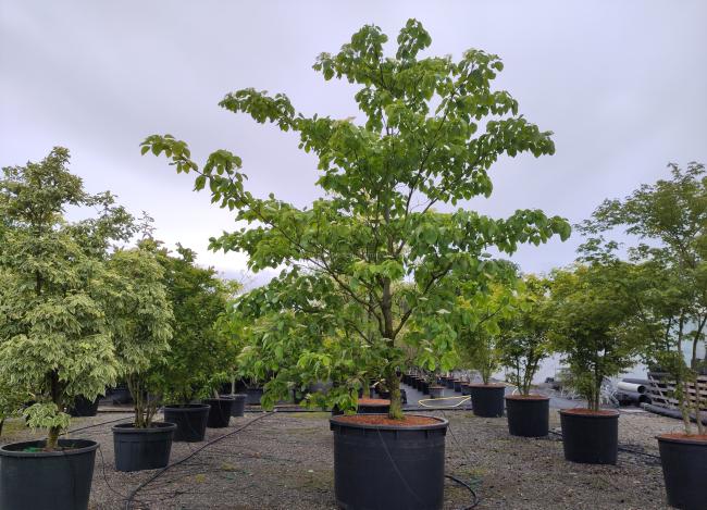 Cornus controversa 'Pagoda'