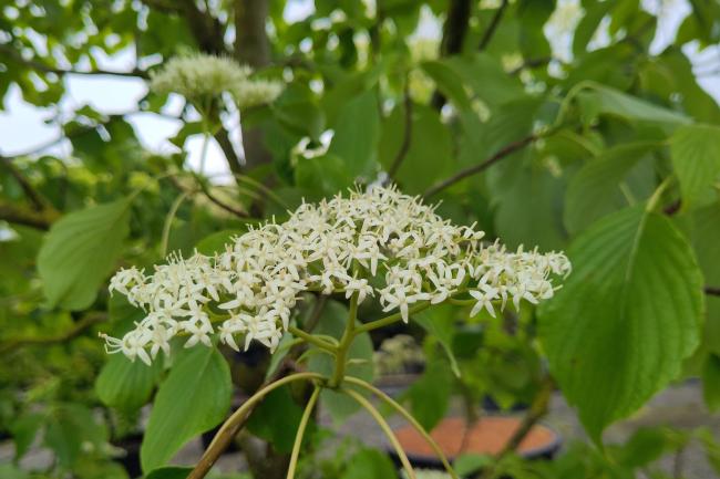 Cornus controversa 'Pagoda'