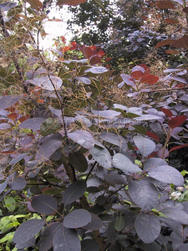 Cotinus coggygria 'Royal Purple'