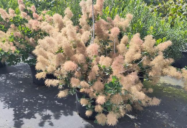 Cotinus coggygria 'Smokey Joe'®