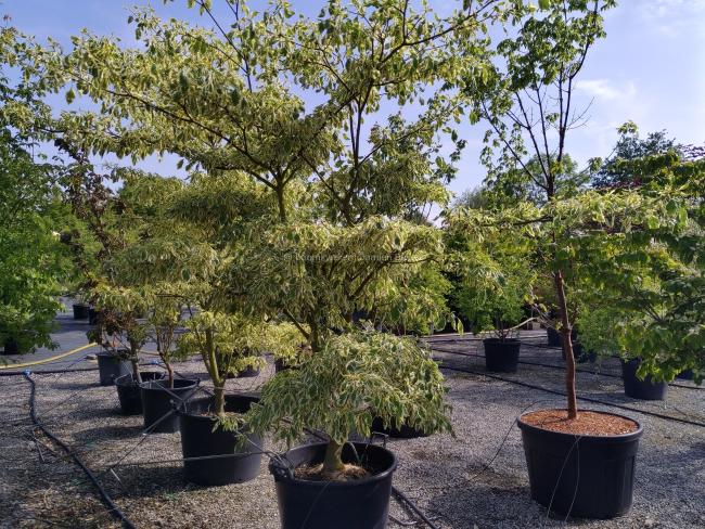 Cornus controversa 'Variegata'