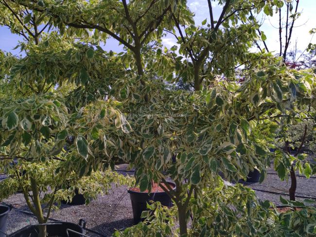 Cornus controversa 'Variegata'