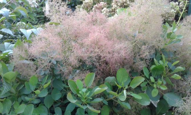 Cotinus coggygria 'Young Lady'