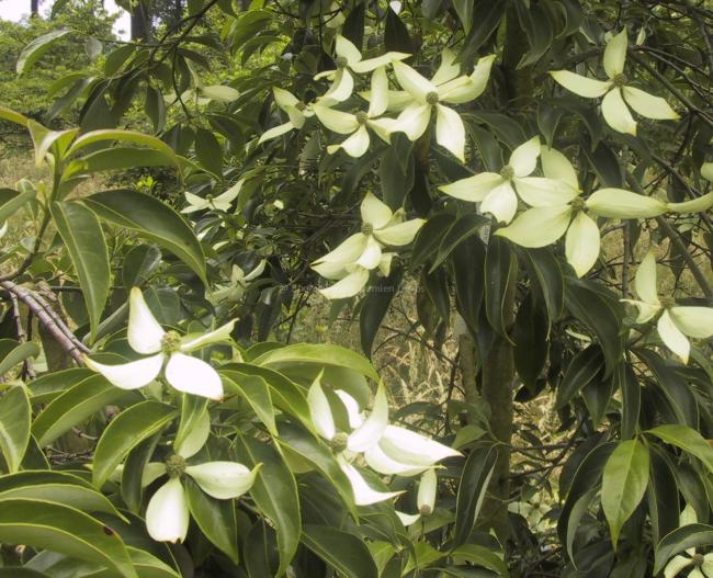 Cornus elliptica