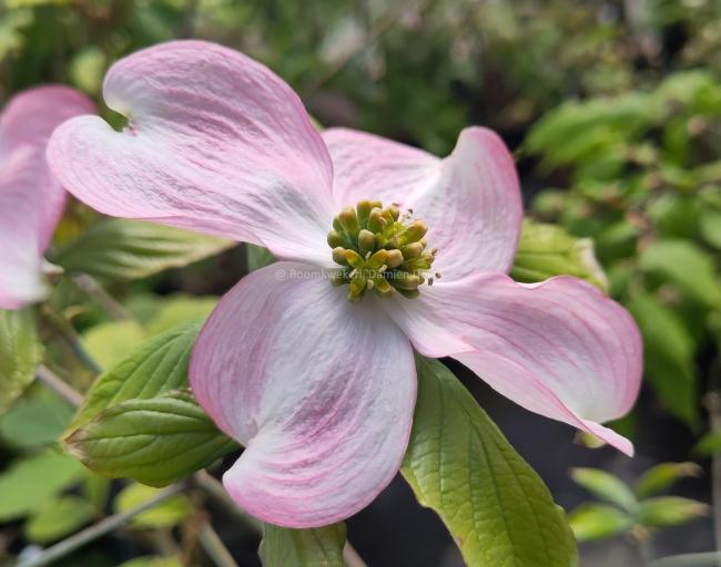 Cornus florida 'Cherokee Chief'
