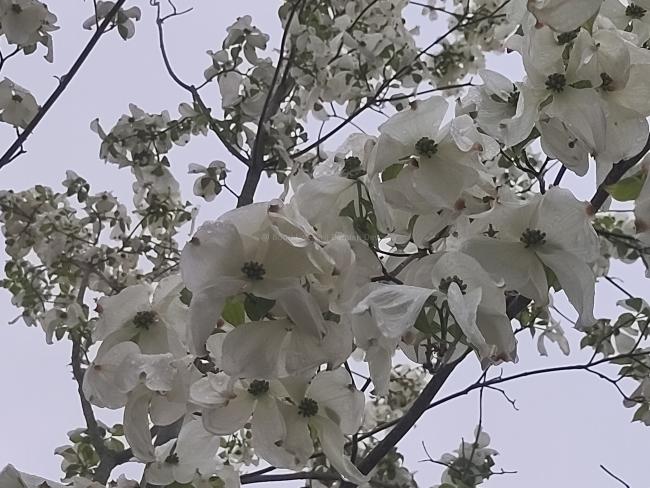 Cornus florida 'Cloud Nine'