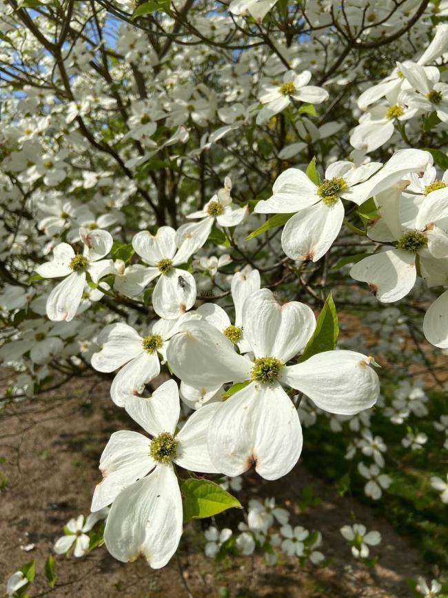 Cornus florida 'Cherokee Princess'