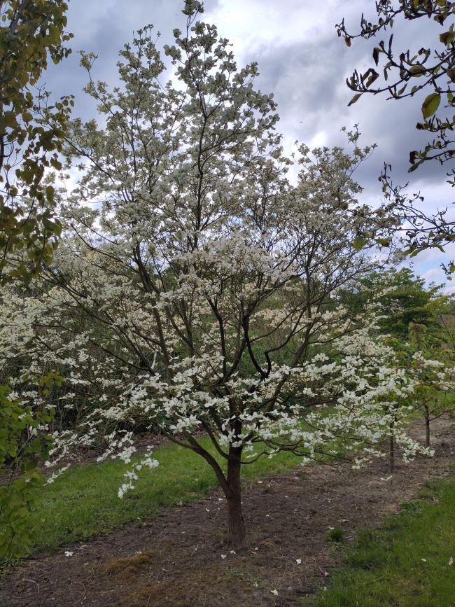 Cornus florida 'Cherokee Princess'