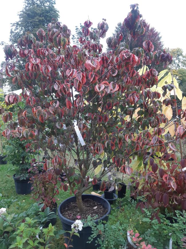Cornus florida 'Rainbow'