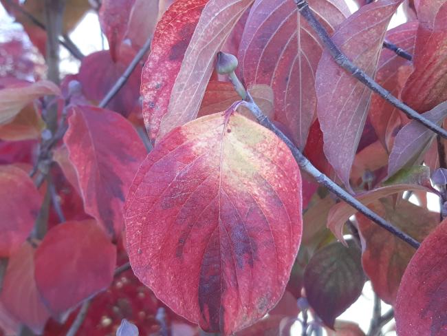 Cornus florida 'Rainbow'