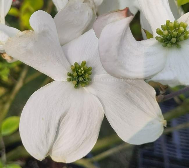 Cornus florida 'Rainbow'