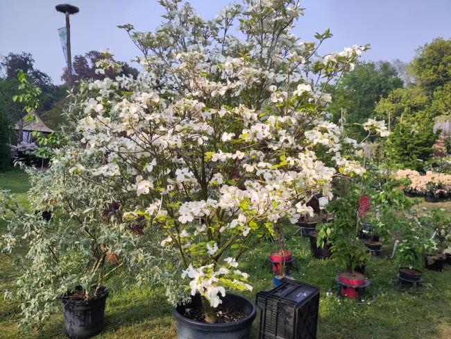 Cornus florida 'Rainbow'