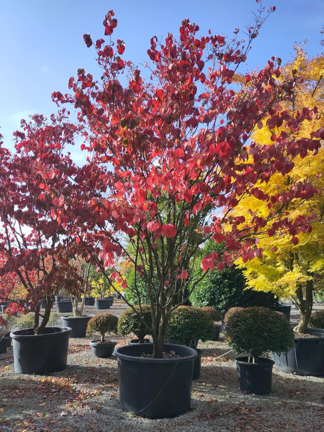 Cornus florida 'Rainbow'