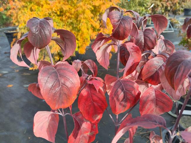 Cornus florida f. rubra