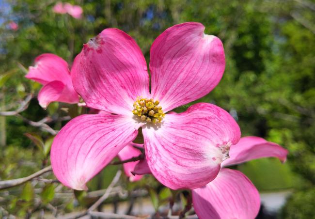 Cornus florida f. rubra