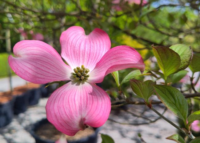 Cornus florida f. rubra
