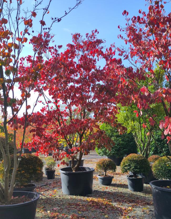 Cornus florida f. rubra