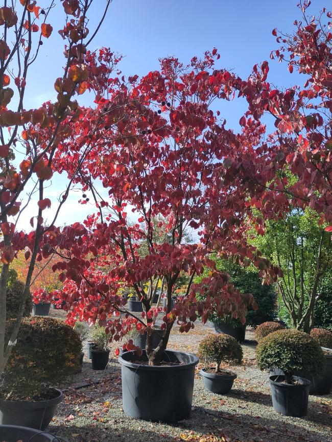 Cornus florida f. rubra