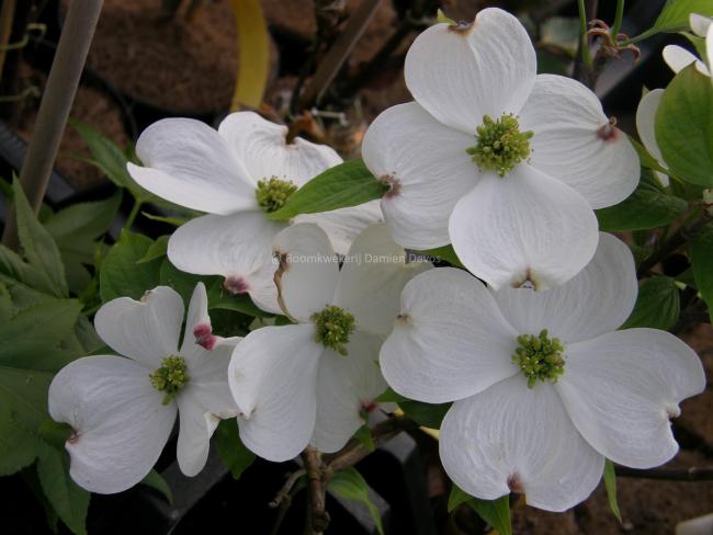 Cornus florida 'White Cloud'