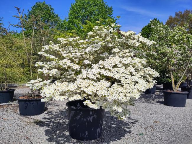 Cornus florida 'White Cloud'