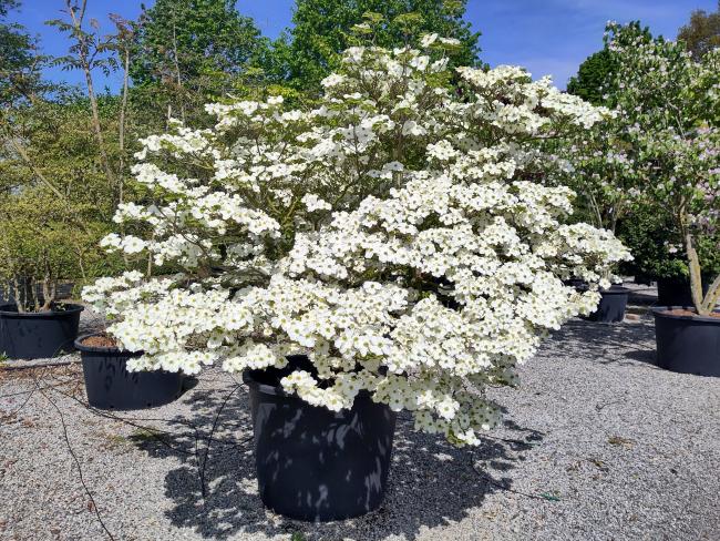 Cornus florida 'White Cloud'