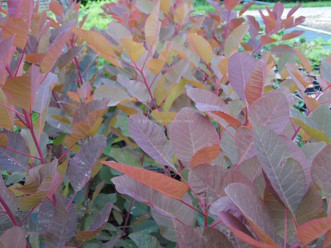 Cotinus 'Grace'