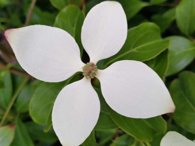 Cornus hongkongensis