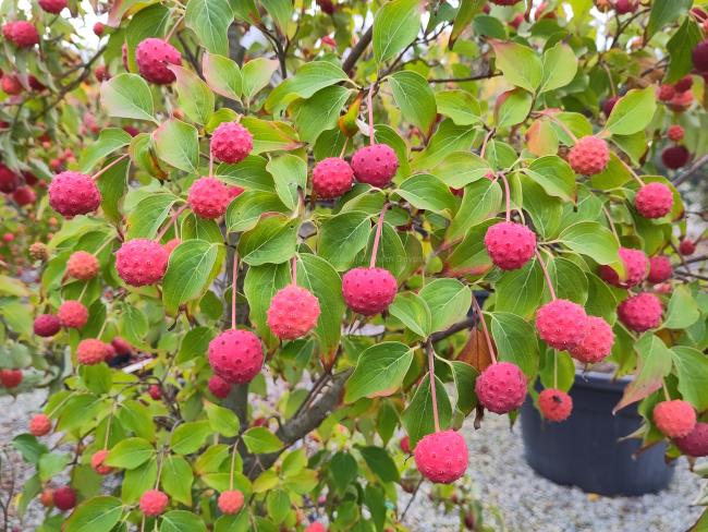 Cornus kousa 'Big Apple'
