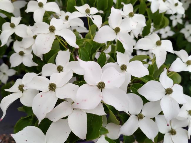 Cornus kousa 'Bultinck's Giant Flower'