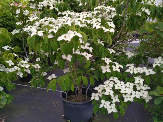 Cornus kousa 'Bultinck's Giant Flower'
