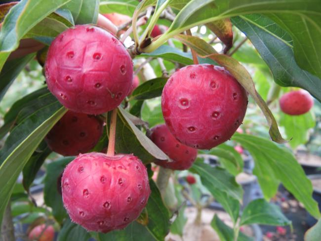 Cornus kousa 'Bultinck's Giant Flower'
