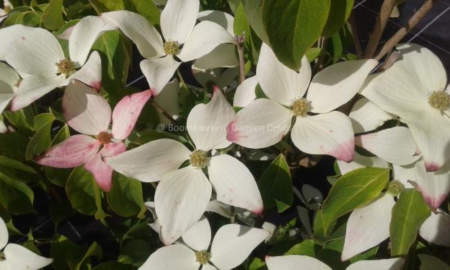 Cornus kousa 'Blue Shadow'